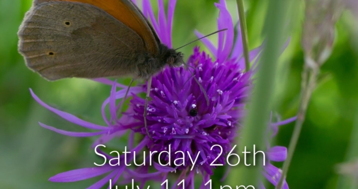 Moth & Butterfly Walk Talk & Count at Woodoaks Farm