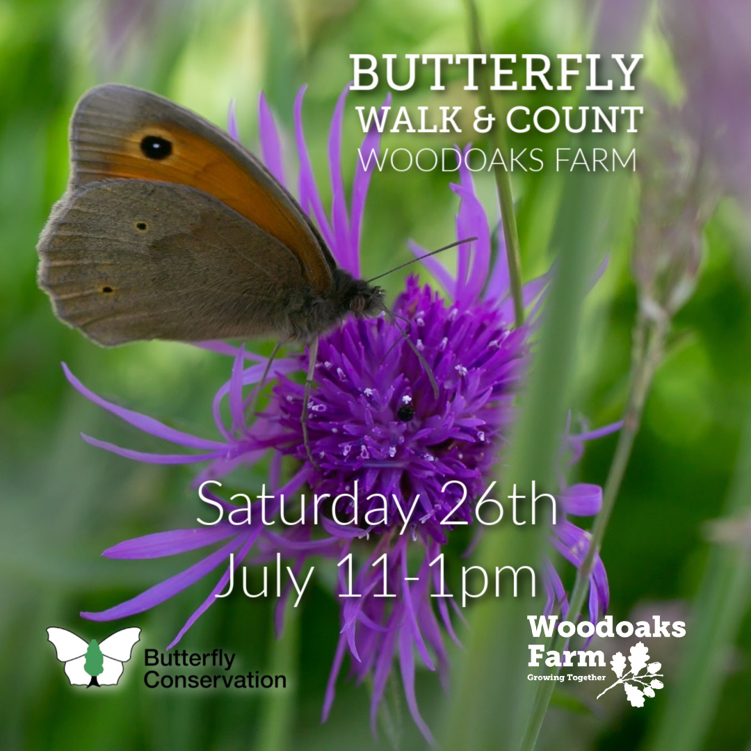 Moth & Butterfly Walk Talk & Count at Woodoaks Farm