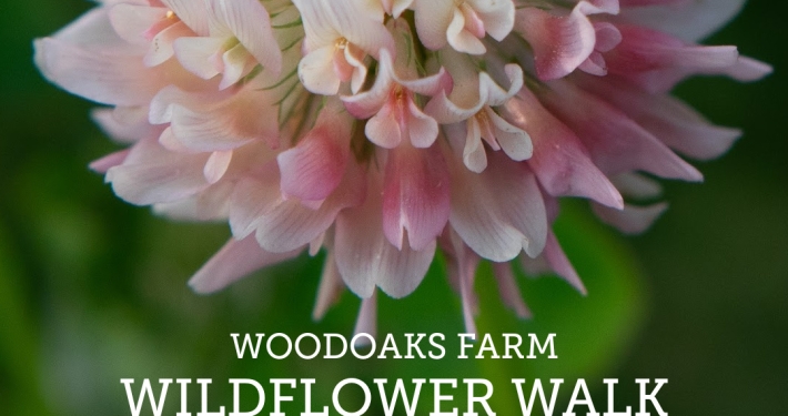 Woodoaks Farm Wildflower Walk