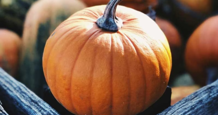 Pumpkin Palooza at Southlands Arts Centre