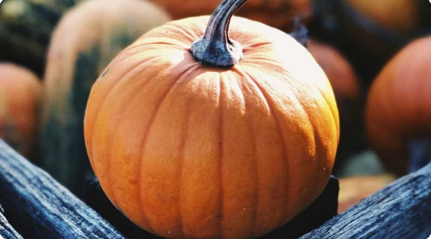 Pumpkin Palooza at Southlands Arts Centre