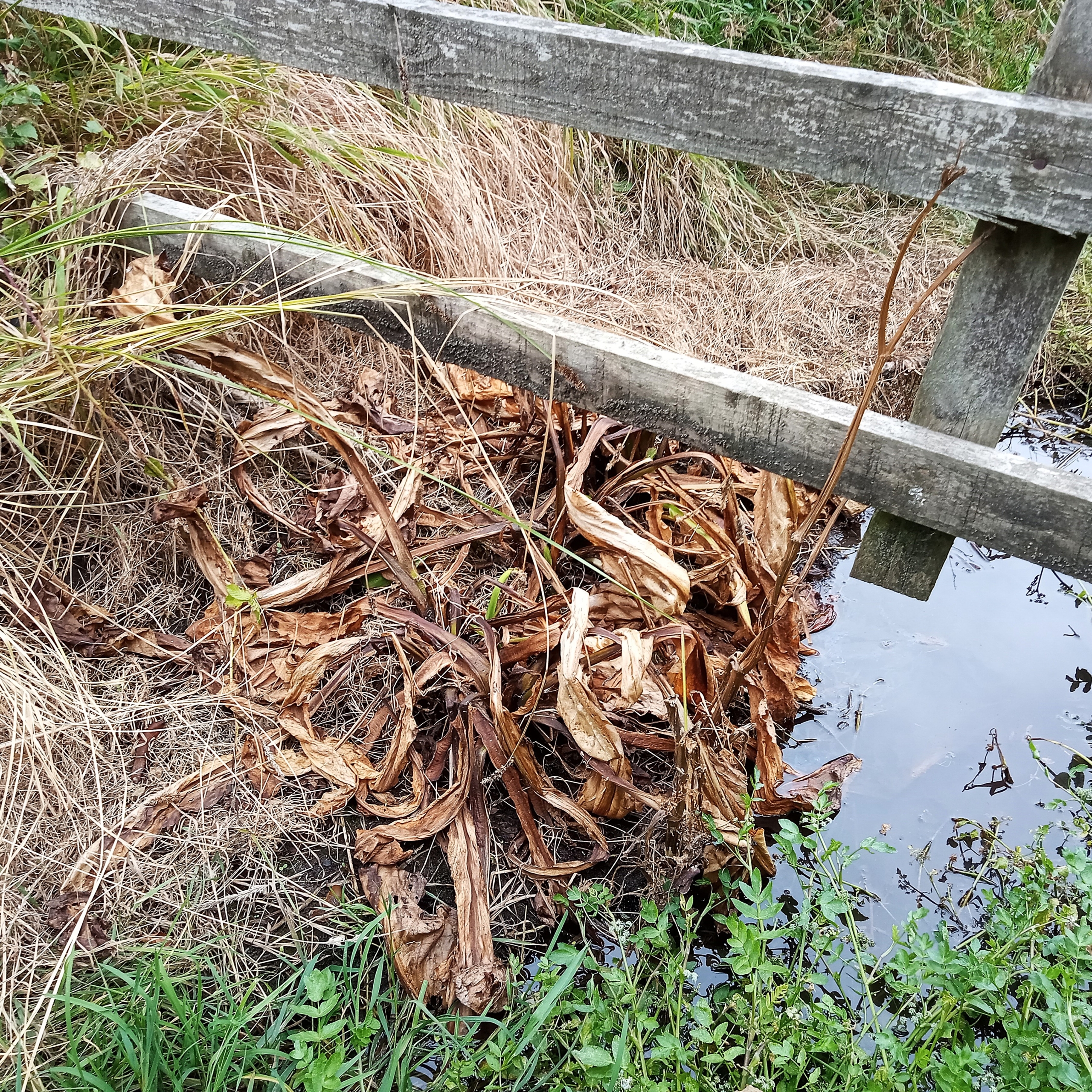 A large clump of Skunk Cabbage after treatment