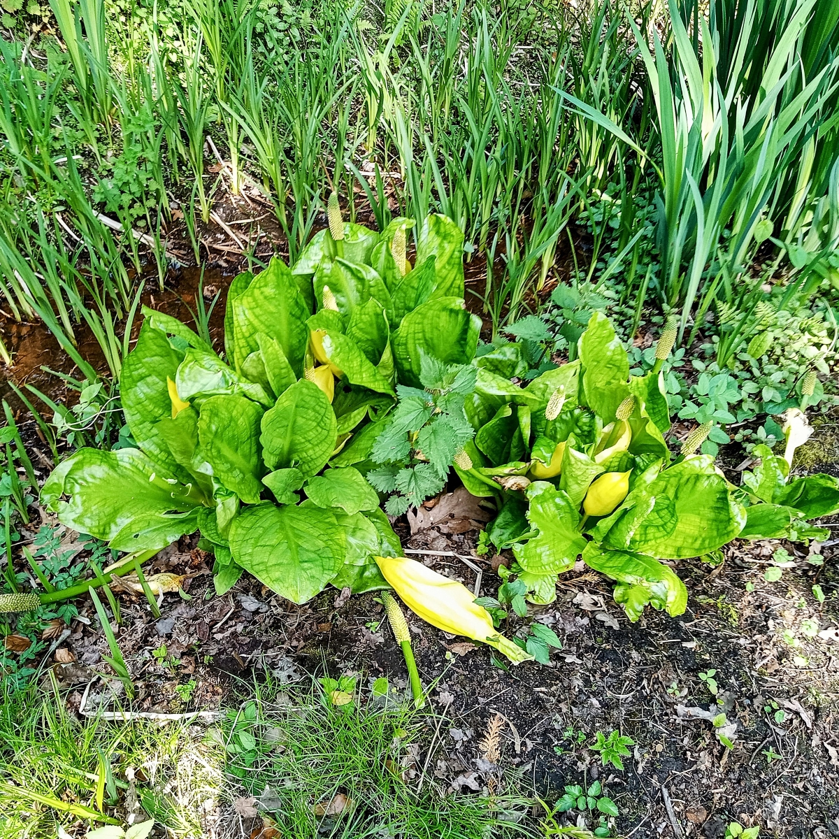 One single clump that spread Skunk Cabbage 6km downstream!