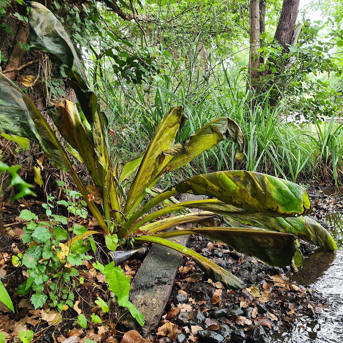 Skunk Cabbage plant at the Alderbourne ford after treatment