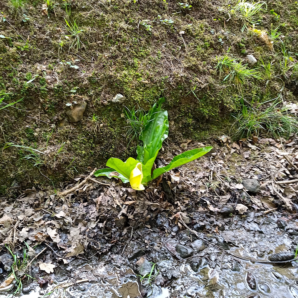 Small Skunk Cabbage re-growing from root fragments
