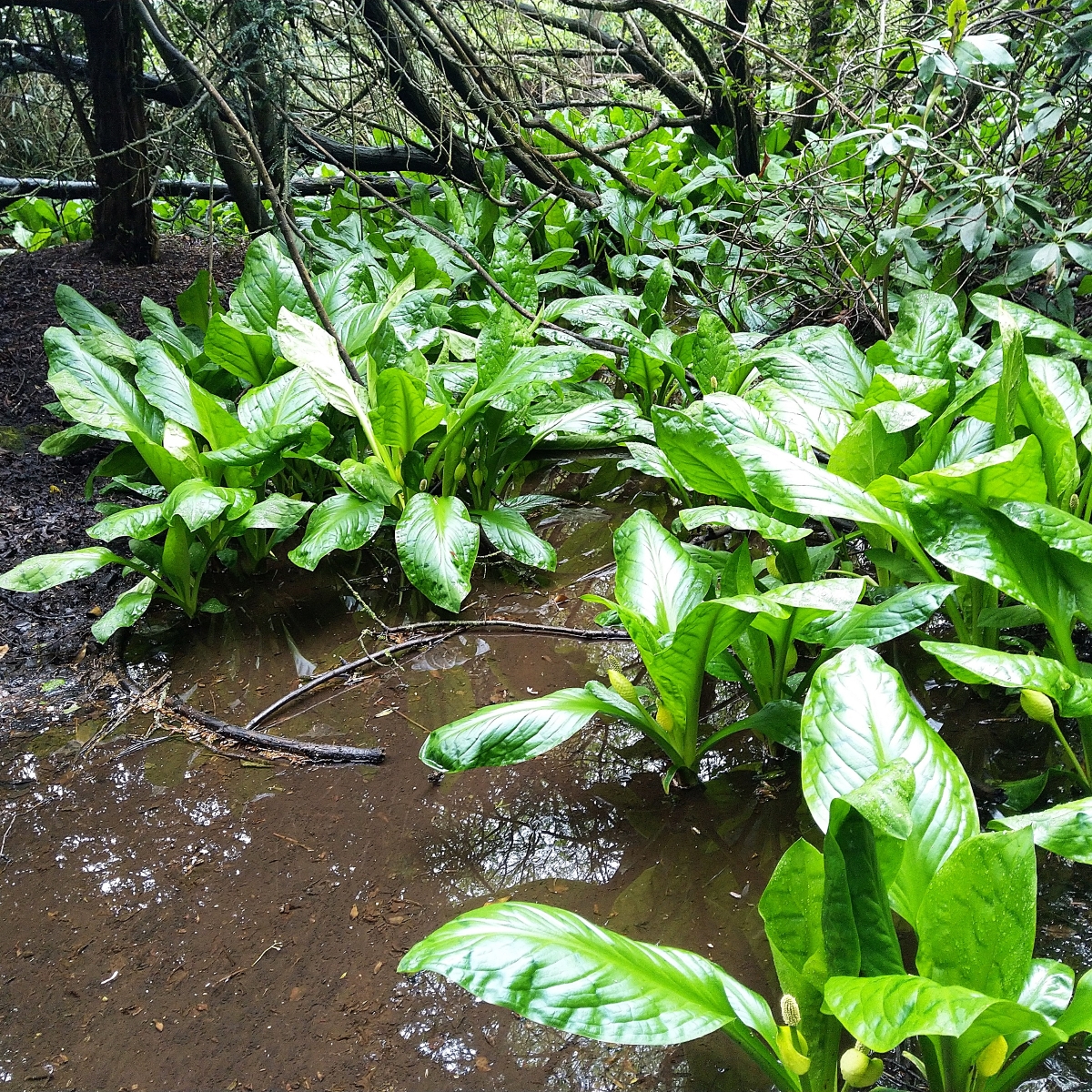 Sunk Cabbage plants replacing native species at Harding's Row Nature Reserve