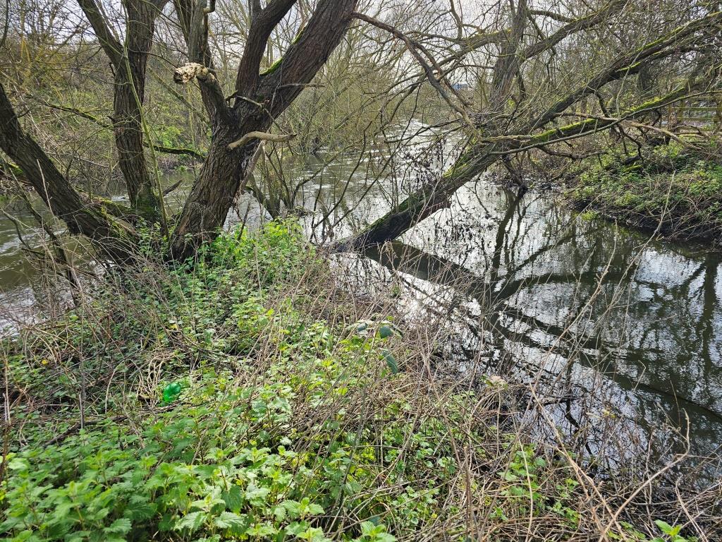 42 Harmondsworth Country Park, junction with Wraysbury River 22 Feb 2026