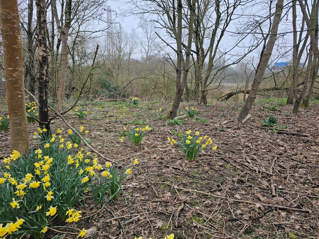 47 Colnbrook Logistics Centre, daffodils 8 Mar 2026